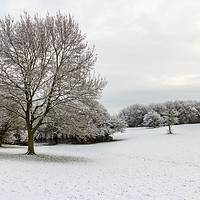 Buy canvas prints of Snowy Campbell Park by Dan Davidson