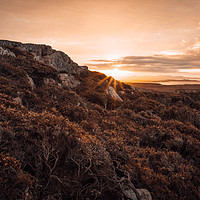 Buy canvas prints of Sunrise on Anglesey by Dan Davidson