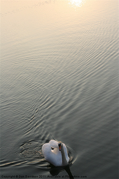 Swan Lake Picture Board by Dan Davidson
