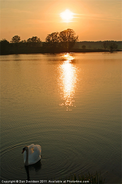 Swan Lake at Sunset Picture Board by Dan Davidson