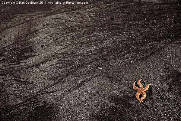 Starfish mumbles beach Picture Board by Dan Davidson