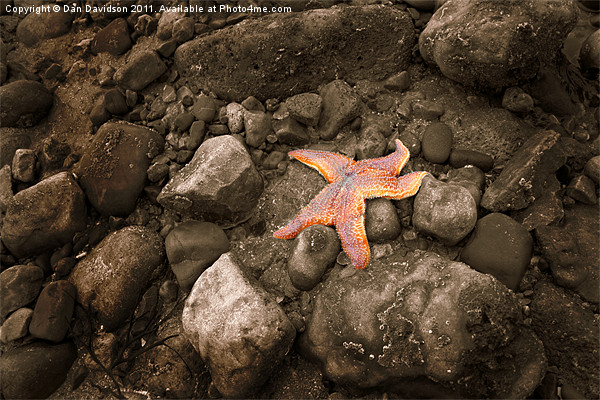 Starfish on the rocks Picture Board by Dan Davidson