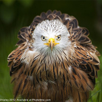 Buy canvas prints of Red Kite by Wayne Shipley