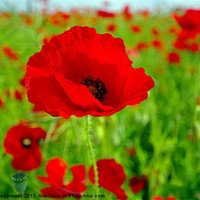 Buy canvas prints of Poppys by R K Photography