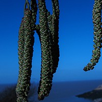 Buy canvas prints of Catkins in Blue. by Heather Goodwin