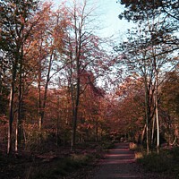 Buy canvas prints of Autumn Woods by Heather Goodwin