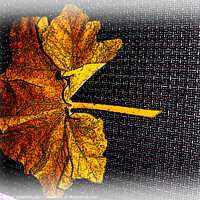 Buy canvas prints of Leaf Fall by Heather Goodwin