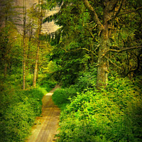 Buy canvas prints of Woodland Walk by Heather Goodwin