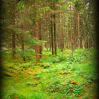 Buy canvas prints of A walk in the woodland by Heather Goodwin