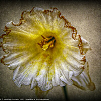 Buy canvas prints of Fading Narcissi's by Heather Goodwin