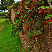 Buy canvas prints of Brightly Berried Farmhouse Wall by Heather Goodwin