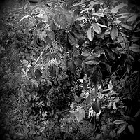 Buy canvas prints of The Dark Vine. by Heather Goodwin