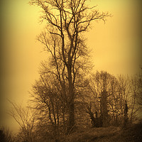 Buy canvas prints of Lone Tree. A Winters Tale. by Heather Goodwin