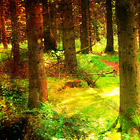 Buy canvas prints of A Walk in the Woods. by Heather Goodwin