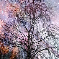 Buy canvas prints of The Singing Tree. by Heather Goodwin