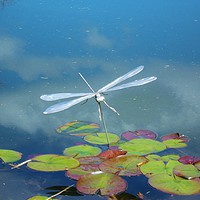 Buy canvas prints of Silver Dragonfly. by Heather Goodwin
