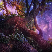 Buy canvas prints of High in the Branches of the Old Oak. by Heather Goodwin