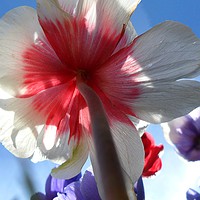 Buy canvas prints of Reaching for the Sky. by Heather Goodwin