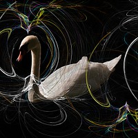 Buy canvas prints of White Swan Over Smokey Waters. by Heather Goodwin