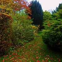 Buy canvas prints of The Leafy Path. by Heather Goodwin