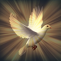 Buy canvas prints of Dove of Peace. by Heather Goodwin