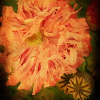 Buy canvas prints of Peony - Painted Lady. by Heather Goodwin