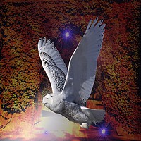 Buy canvas prints of Flight of the Night Owl. by Heather Goodwin