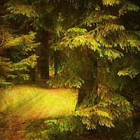 Buy canvas prints of Heart of the Forest. by Heather Goodwin