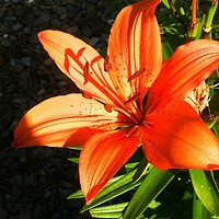 Buy canvas prints of Hot Summer Orange. by Heather Goodwin