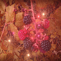 Buy canvas prints of Blackberry Cocktail. by Heather Goodwin