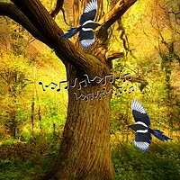 Buy canvas prints of Magpie Melody. by Heather Goodwin