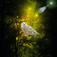 Buy canvas prints of The Owls Hideaway. by Heather Goodwin
