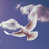 Buy canvas prints of White Dove of Peace. by Heather Goodwin