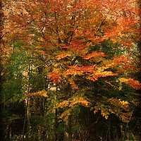 Buy canvas prints of Colour Me Autumn. by Heather Goodwin