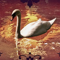 Buy canvas prints of White Swan. by Heather Goodwin