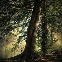 Buy canvas prints of Forest Awakening. by Heather Goodwin