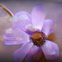 Buy canvas prints of Floating Anemone. by Heather Goodwin