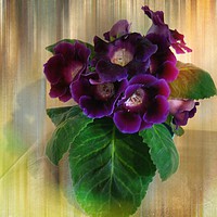 Buy canvas prints of Sweet Violets. by Heather Goodwin