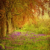 Buy canvas prints of The Bluebell Pathway. by Heather Goodwin