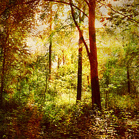Buy canvas prints of The Glade. by Heather Goodwin