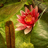 Buy canvas prints of  First Water Lilly. by Heather Goodwin