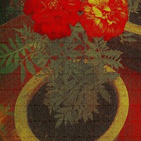 Buy canvas prints of  Two Tagetes (Canvas). by Heather Goodwin