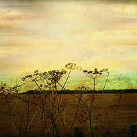 Buy canvas prints of  Meadowsweet. by Heather Goodwin