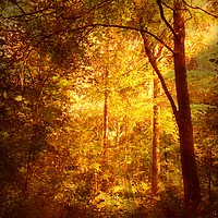 Buy canvas prints of  Deep Woods. by Heather Goodwin