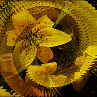 Buy canvas prints of  Spiral Fractal Lily. by Heather Goodwin