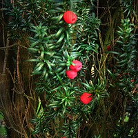 Buy canvas prints of  Yew (Taxus) by Heather Goodwin