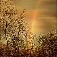Buy canvas prints of  Rainbow Tracery. by Heather Goodwin