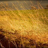 Buy canvas prints of  Golden Grasses. by Heather Goodwin