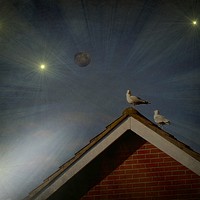 Buy canvas prints of  Moon Gazing Gulls. by Heather Goodwin