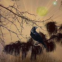 Buy canvas prints of  Night Call of the Raven. by Heather Goodwin